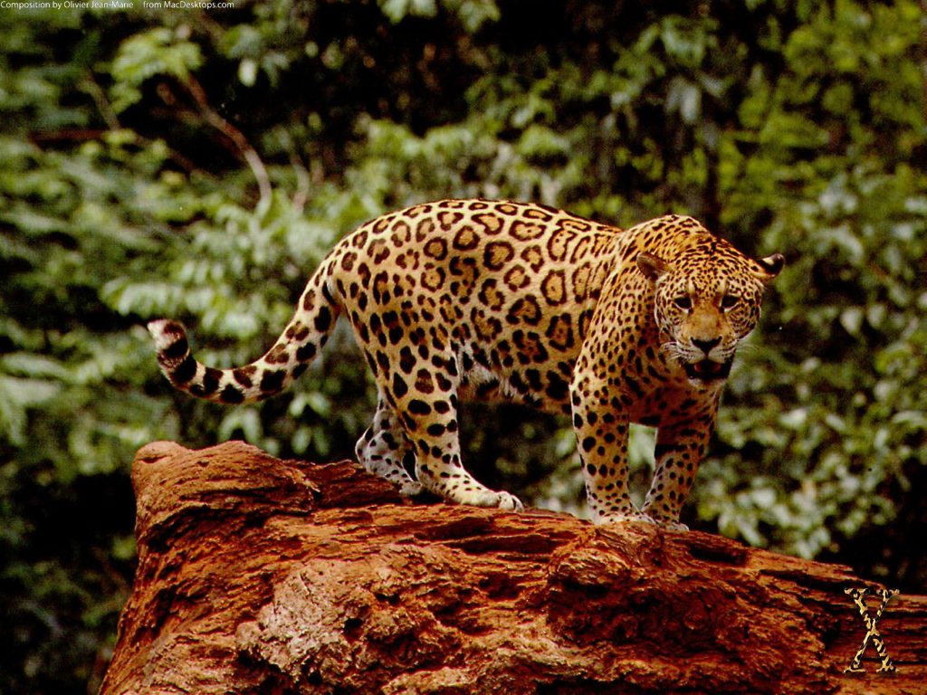 Terrible Great Jaguar Hd Wallpaper