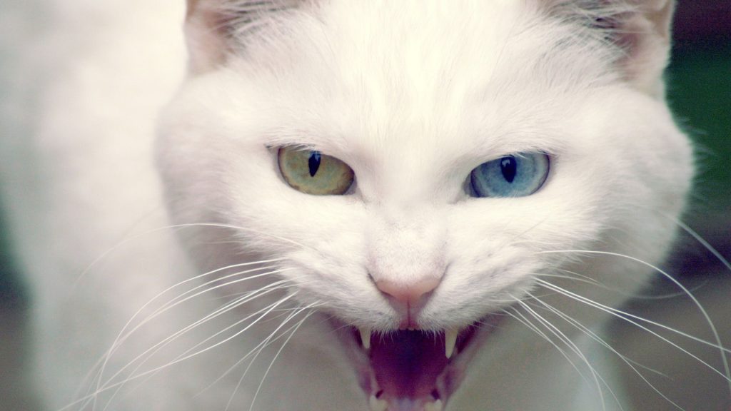 Terrible White Cat In Anger Fhd Wallpaper