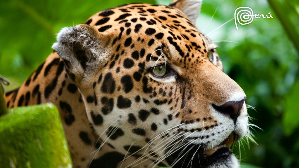 The Great Jaguar Cat Fhd Wallpaper