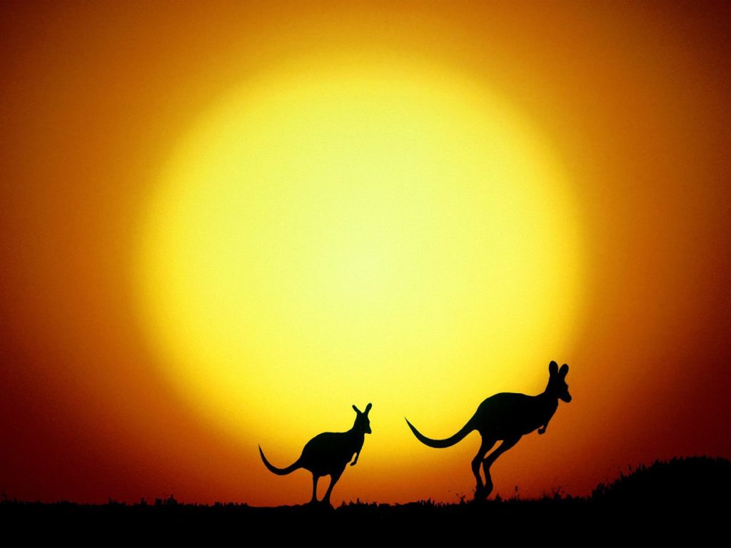 The Kangaroo Sunrise Hd Wallpaper