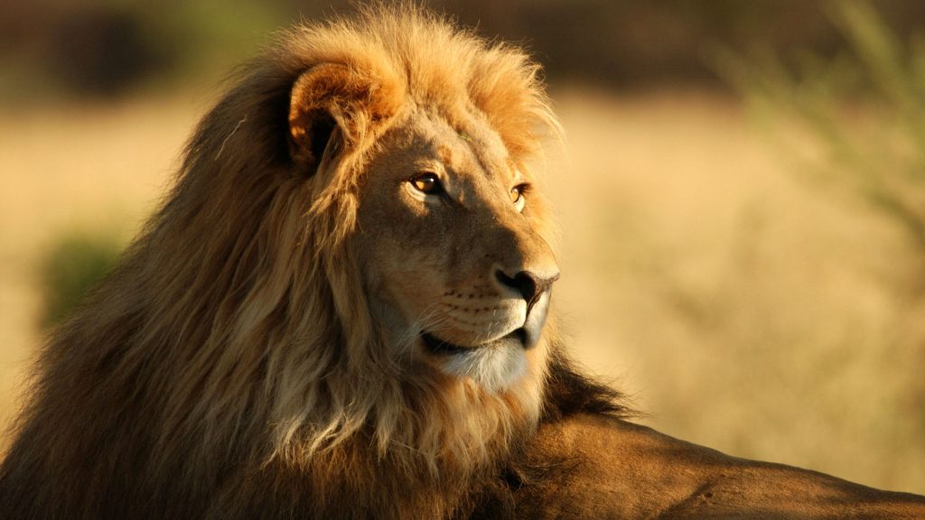 The Male African Lion Stunning Fhd Wallpaper