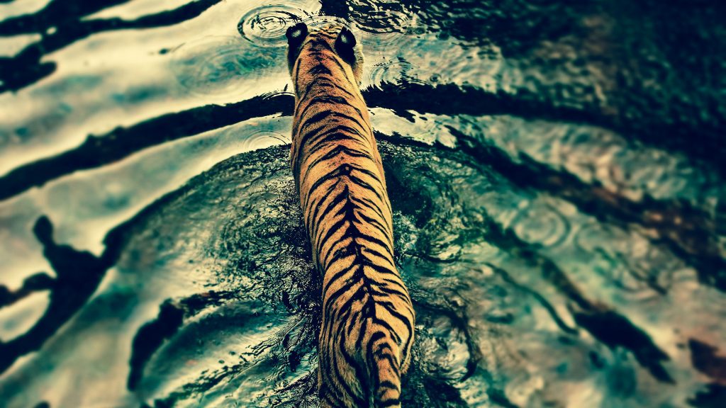 Tiger In Thirst Fhd Wallpaper