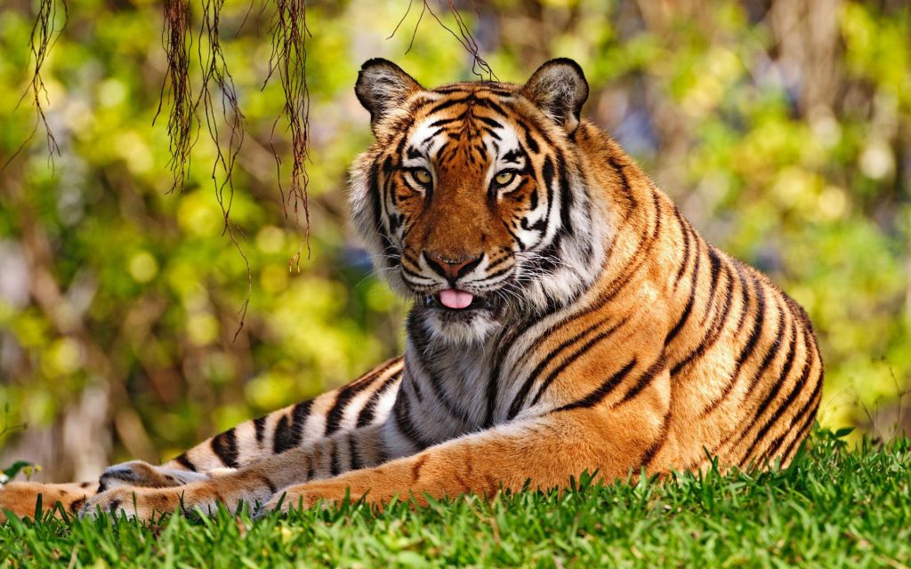 Tiger Keen Watch For Hunt Fhd Wallpaper