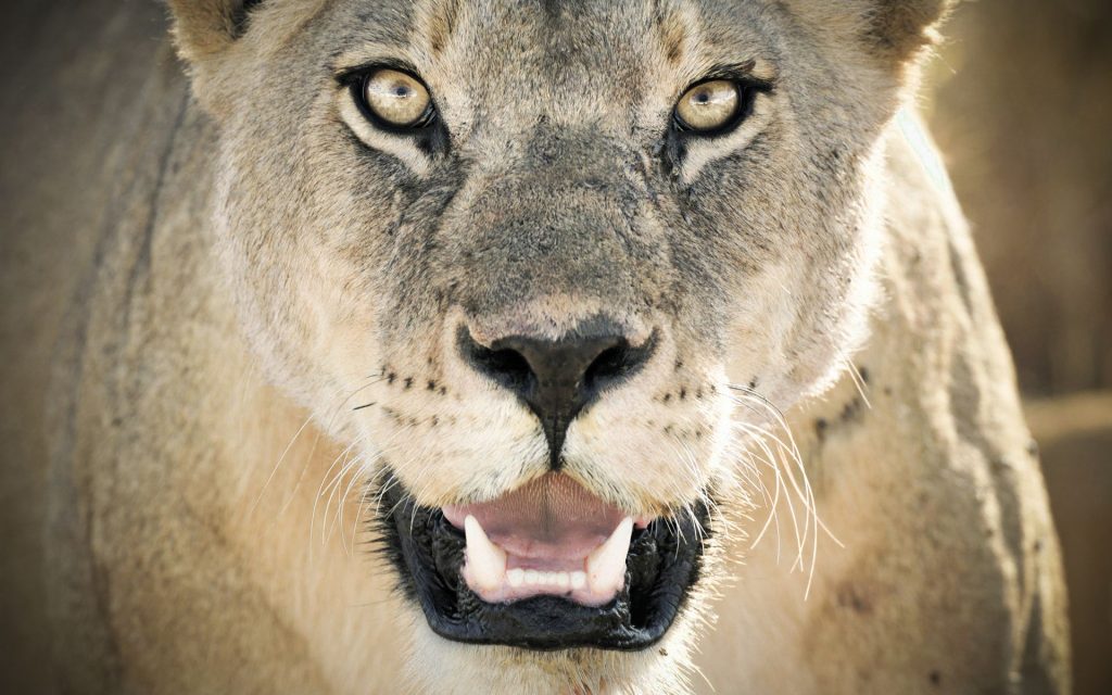 Tremendous Lioness Roaring Close Up View Fhd Wallpaper