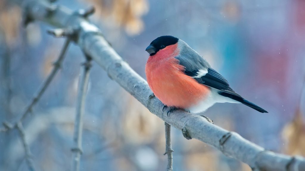 Uhd 4k Bullfinch Bird Images For Winter Season Wallpaper