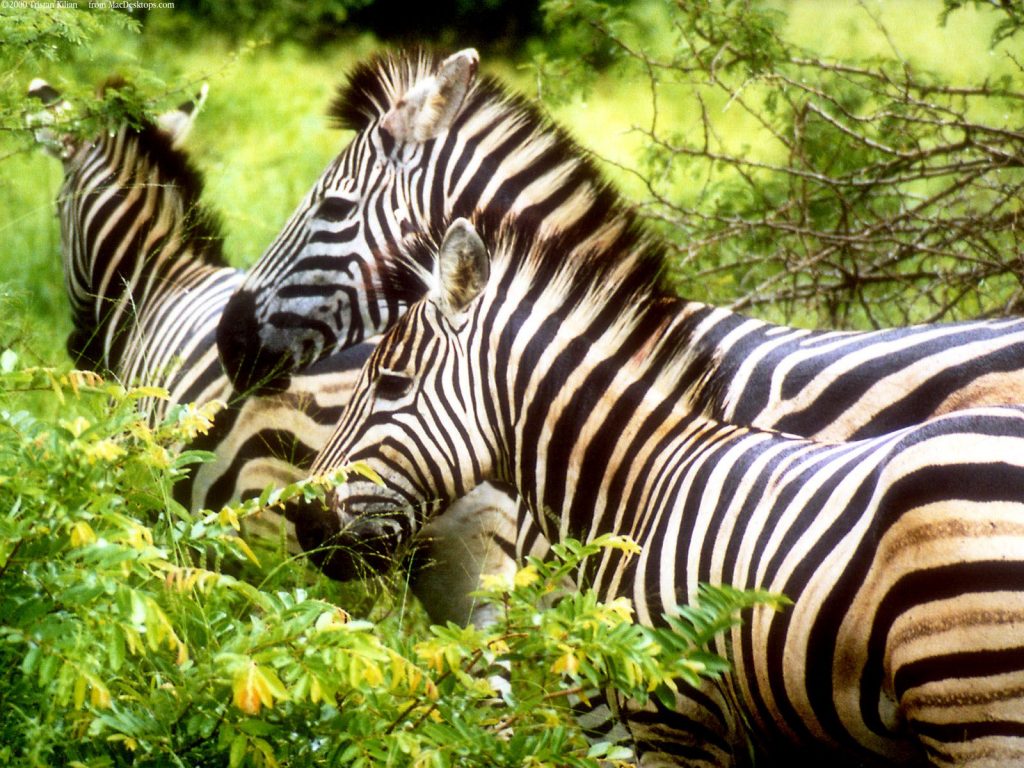 Unique Zebras Crossing Grasslands Hd Wallpaper