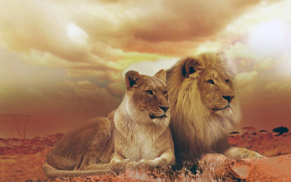 Very Cute Couple Femle Male Lions Fhd Wallpaper