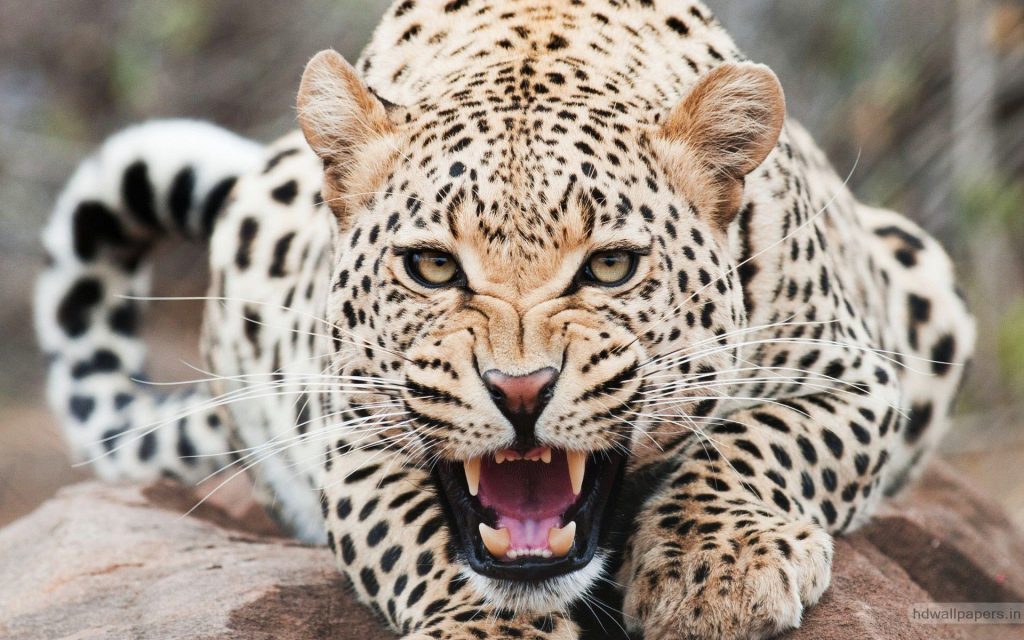 Warning Cheetah With Roar Fhd Wallpaper