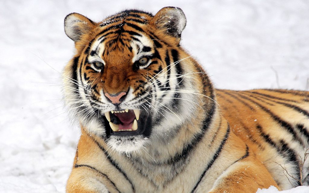 Warning Tiger Predator Fhd Wallpaper