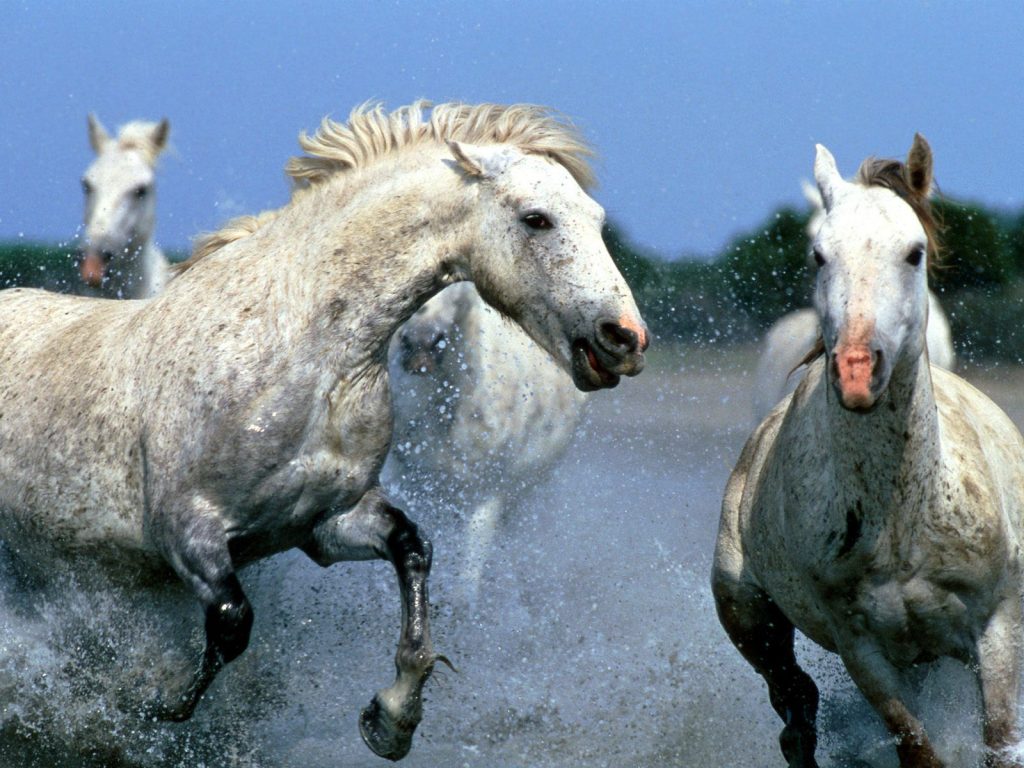 Wild Horses In Race Kd Wallpaper