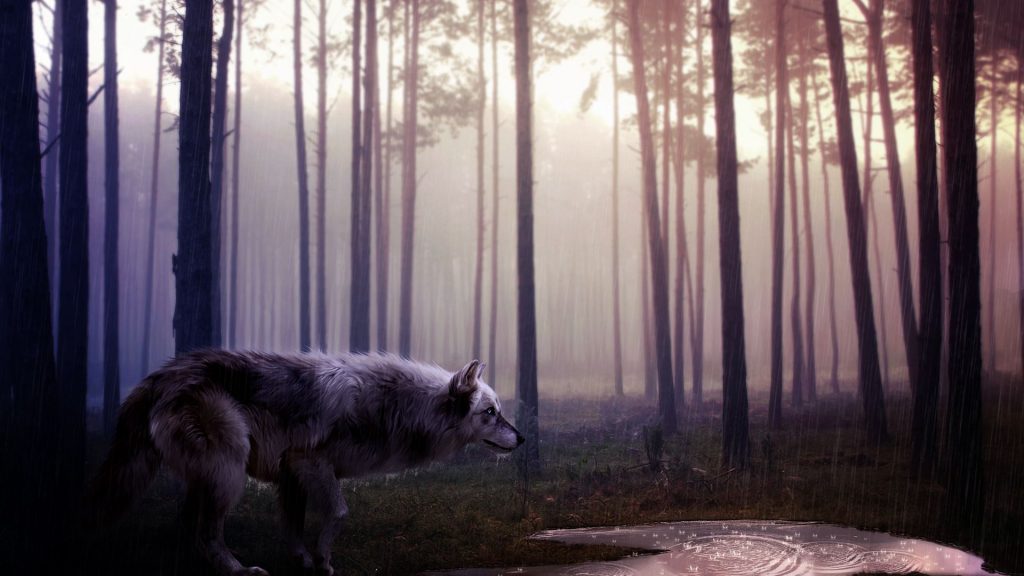 Wild Wolf In Rain Forest Fhd Wallpaper