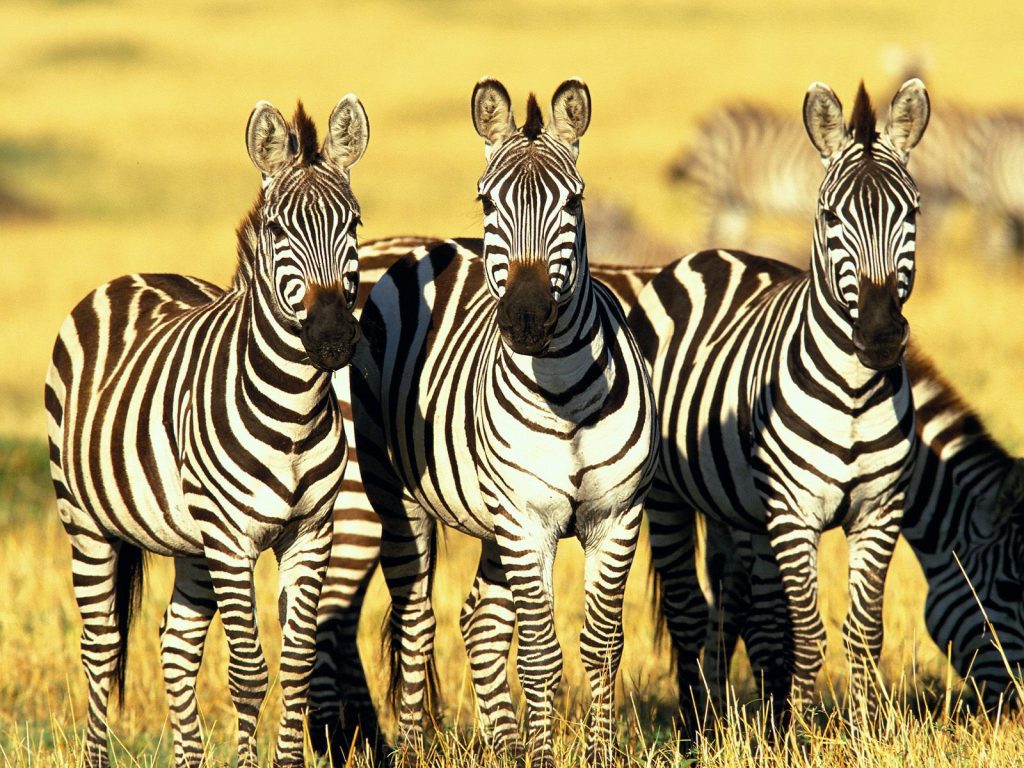 Wild Zebra Groups Grassland Hd Wallpaper