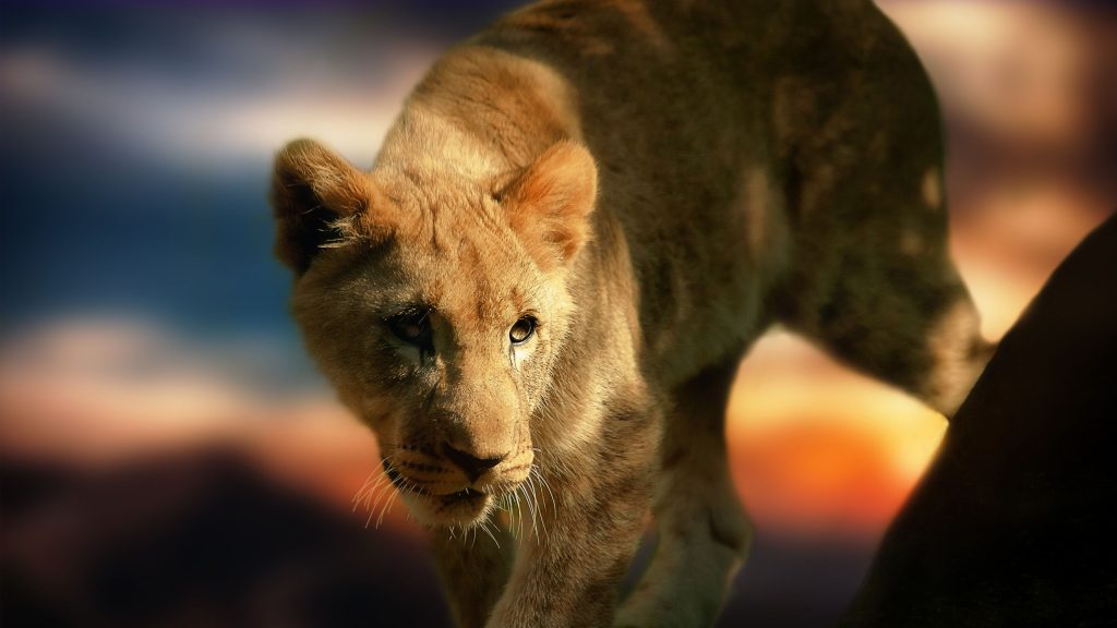 Young Lion Cub Keen Watching Uhd 4k Wallpaper
