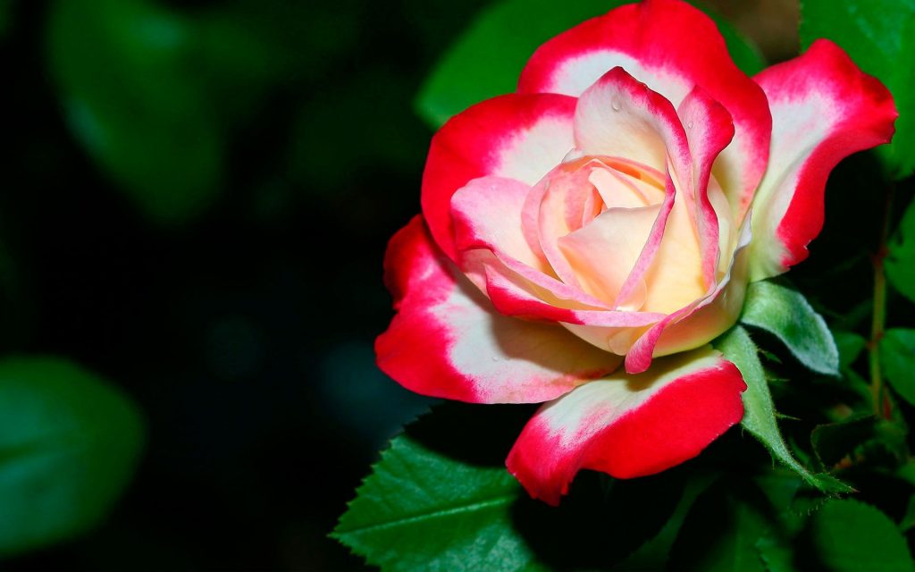 A Delicate Rose With Dews Fhd Wallpaper