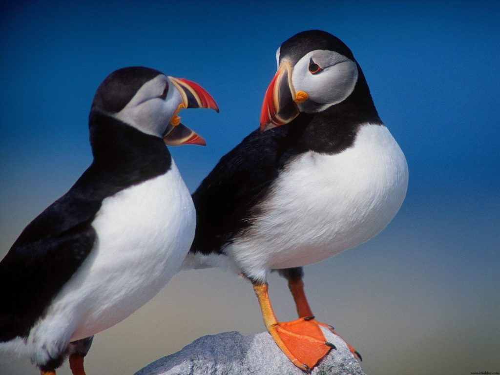 A Pair Of Puffins Hd Wallpaper