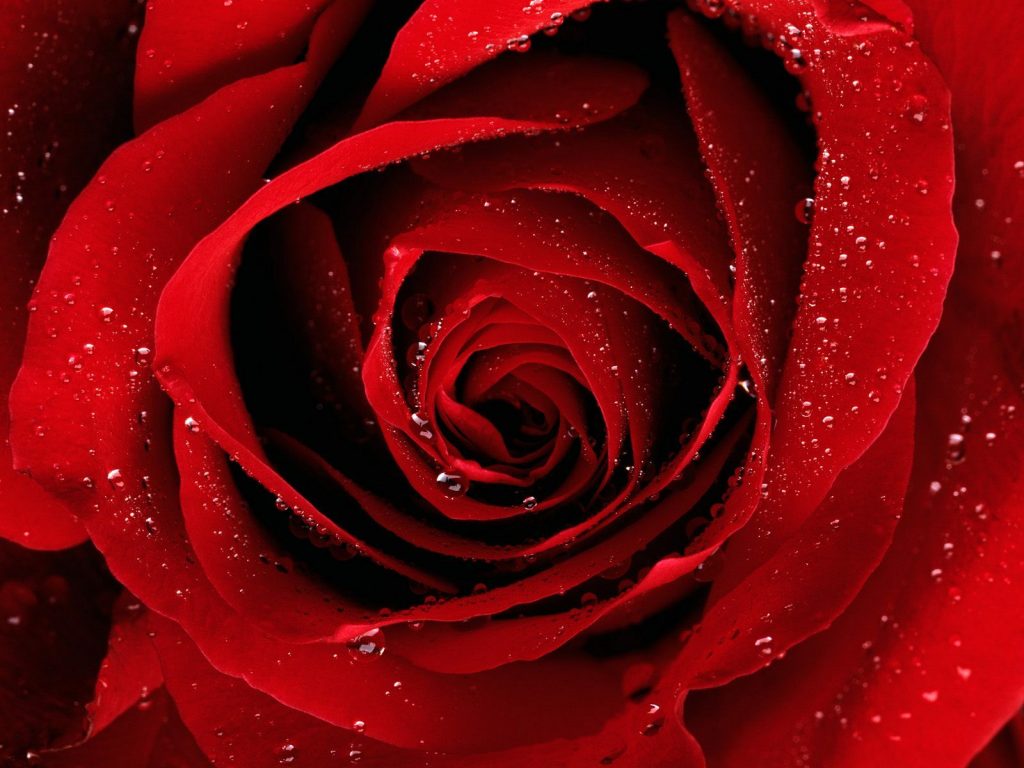 A Red Rose For You Hd Wallpaper
