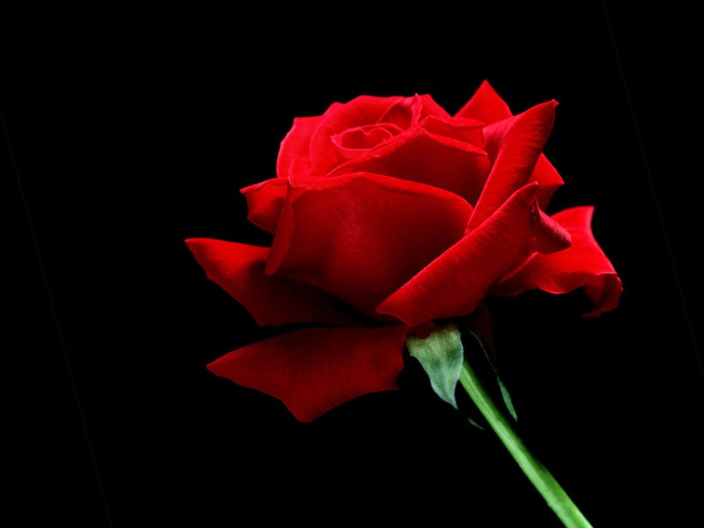 A Single Red Rose For Proposal Hd Wallpaper