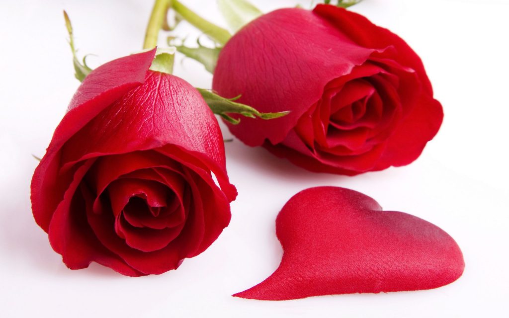 Adorable Red Roses Fhd Wallpaper