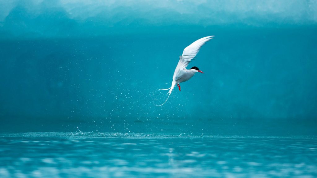 Amazing Arctic Tern Fhd Wallpaper