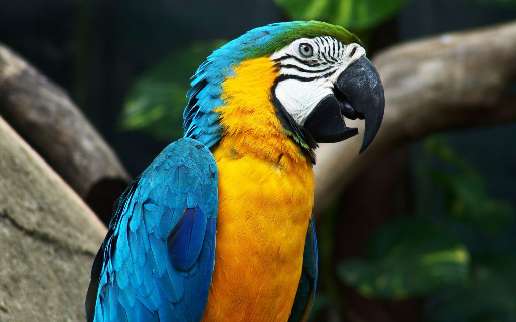 Amazing Blue And Yellow Parrot Fhd Wallpaper