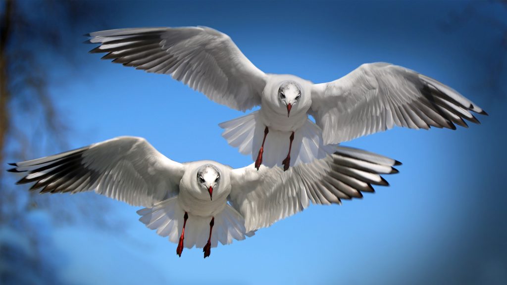 Amazing Gulls Seabirds 4k Uhd Wallpaper