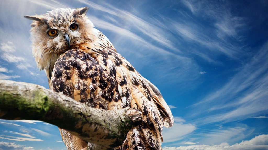 Amazing Owl Watch 4k Uhd Wallpaper