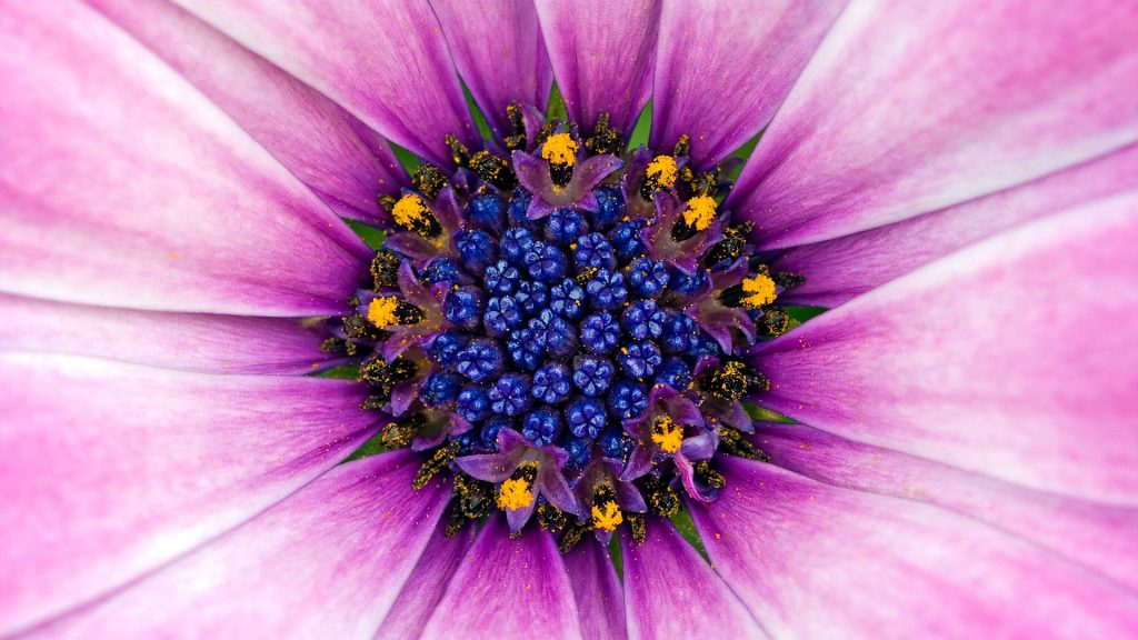Amazing Purple Flower Pollens Fhd Wallpaper
