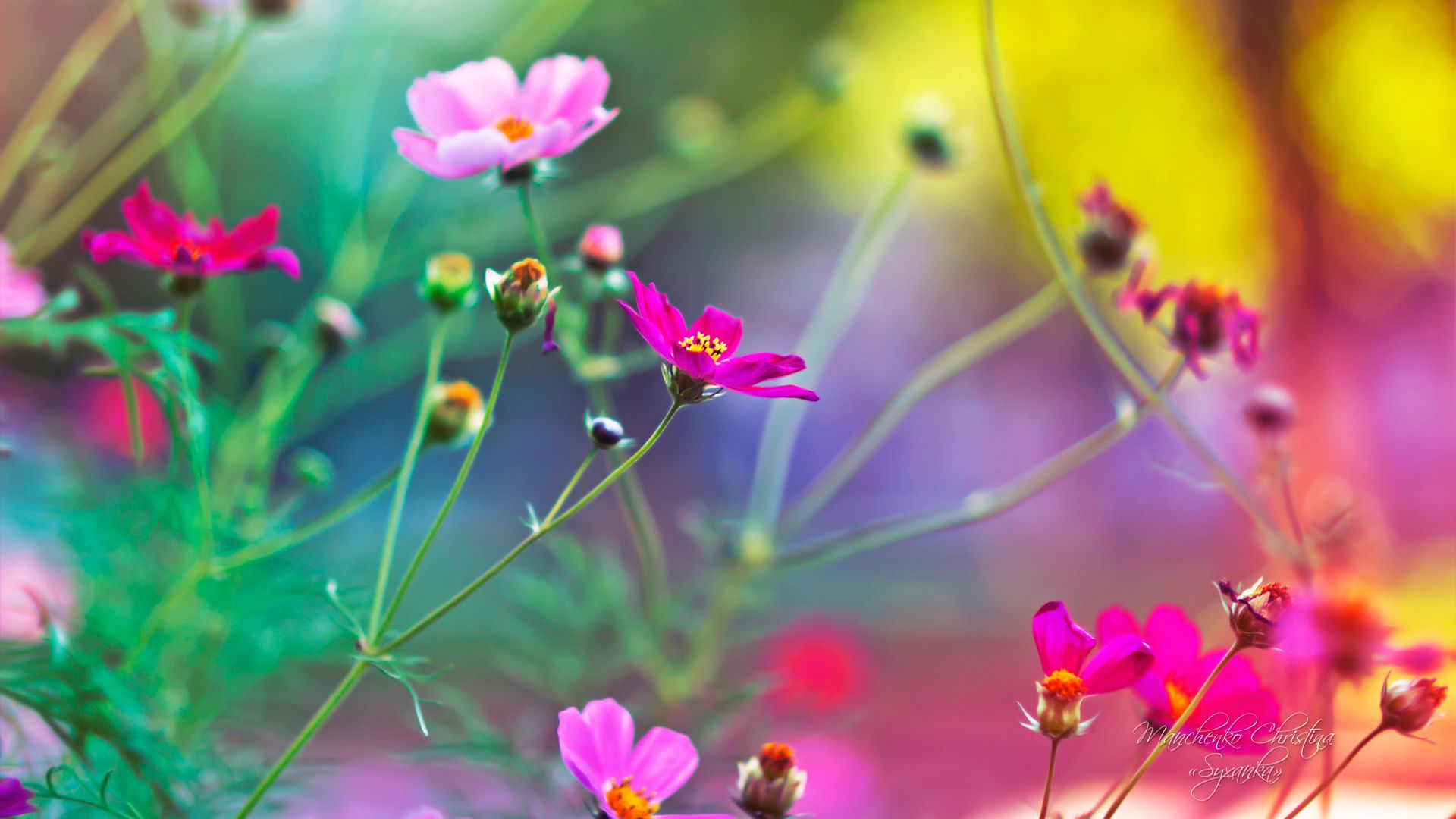 Hd Wallpapers Of Bright And Colorful Fresh Flowers Arrangements Wallpapercare