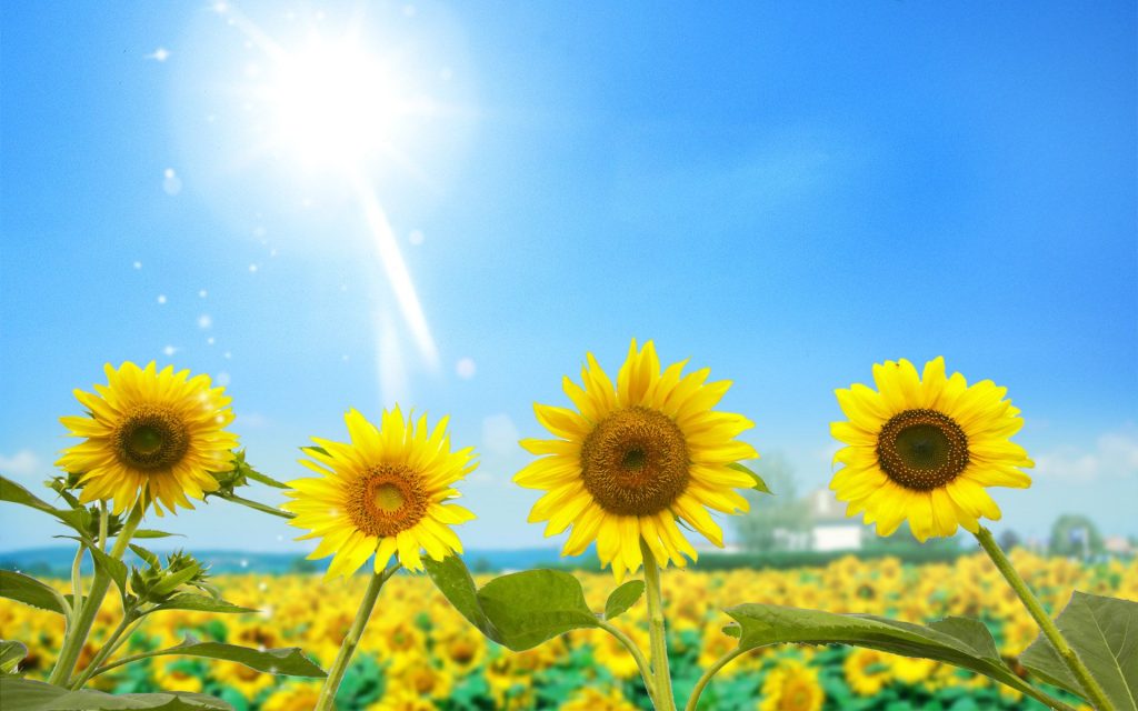 Amazing Sunflowers Under Sun Fhd Wallpaper