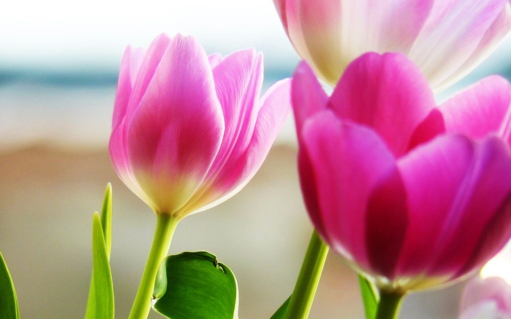 Amazing Tulips Spring Fhd Wallpaper