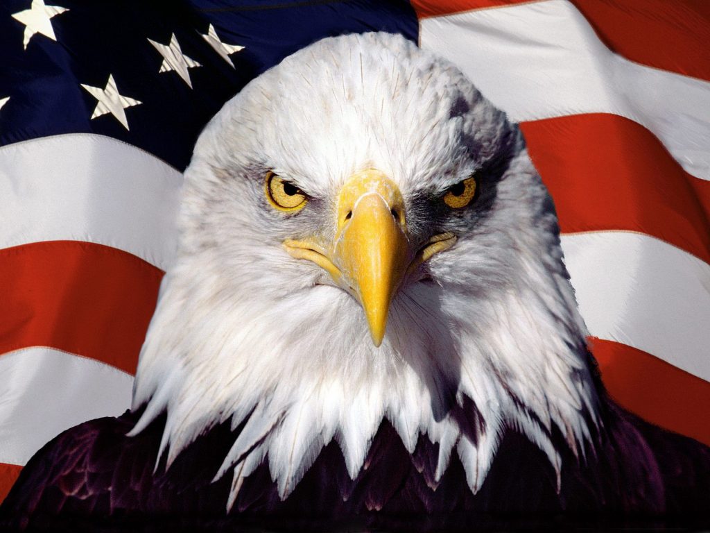 American Patriot Bald Eagle Hd Wallpaper