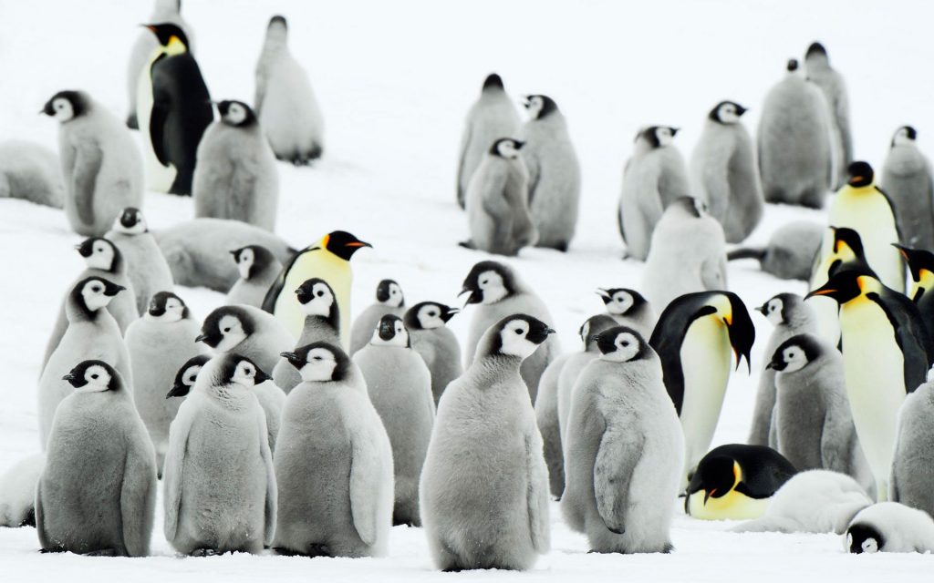 Antarctica Penguins Colony Fhd Wallpaper
