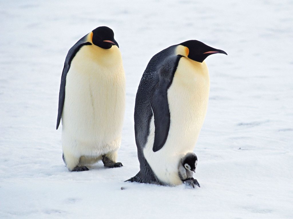 Arctic Penguins Parents With Kid Fhd Wallpaper