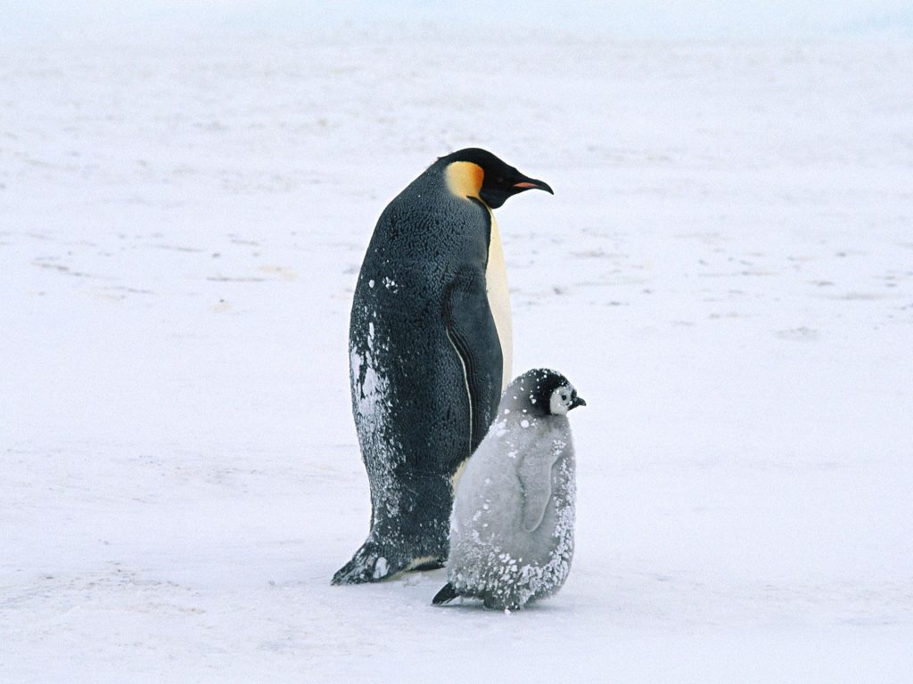Arctic Penguins Winter Life Fhd Wallpaper