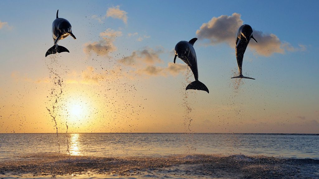 Awesome Dives Dolphins In Bay Islands Fhd Wallpaper