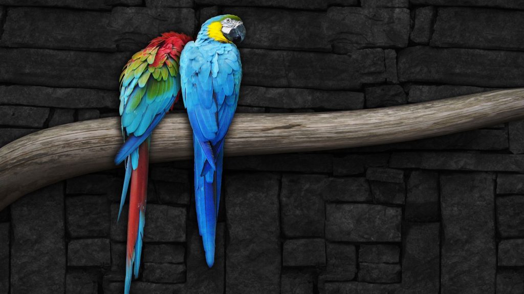 Awesome Pair Of Parrots Fhd Wallpaper