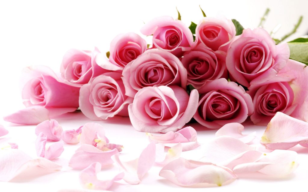 Awesome Pink Fresh Roses Fhd Wallpaper