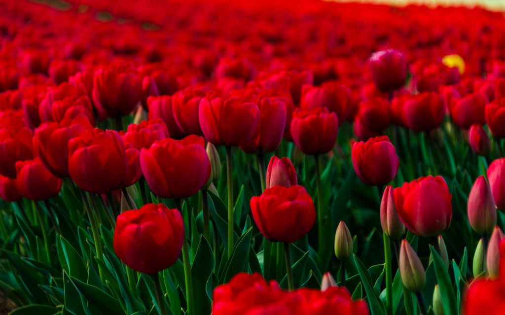 Awesome Red Tulips Fhd Wallpapers