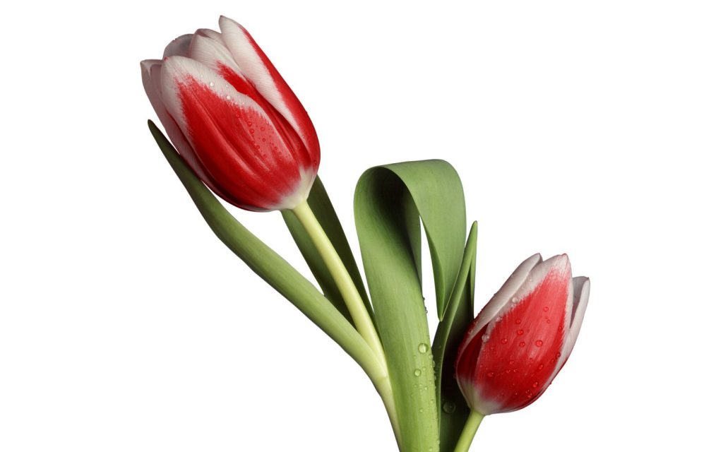 Awesome Tulip Model Hd Wallpaper