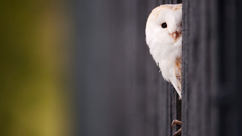 Awesome White Owl Fhd Wallpaper