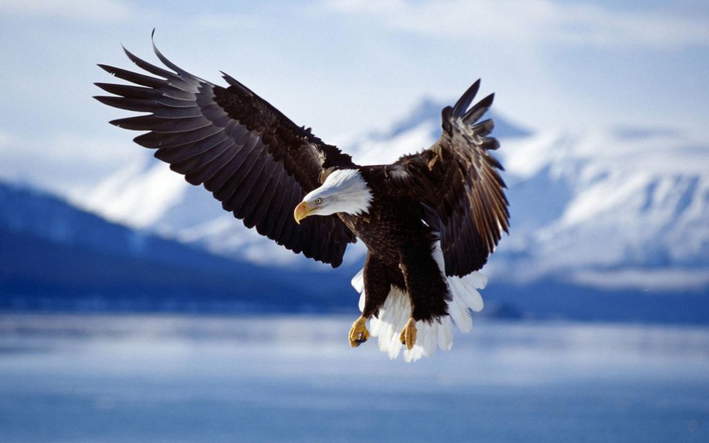 Bald Eagle In Flight Alaska Fhd Wallpaper