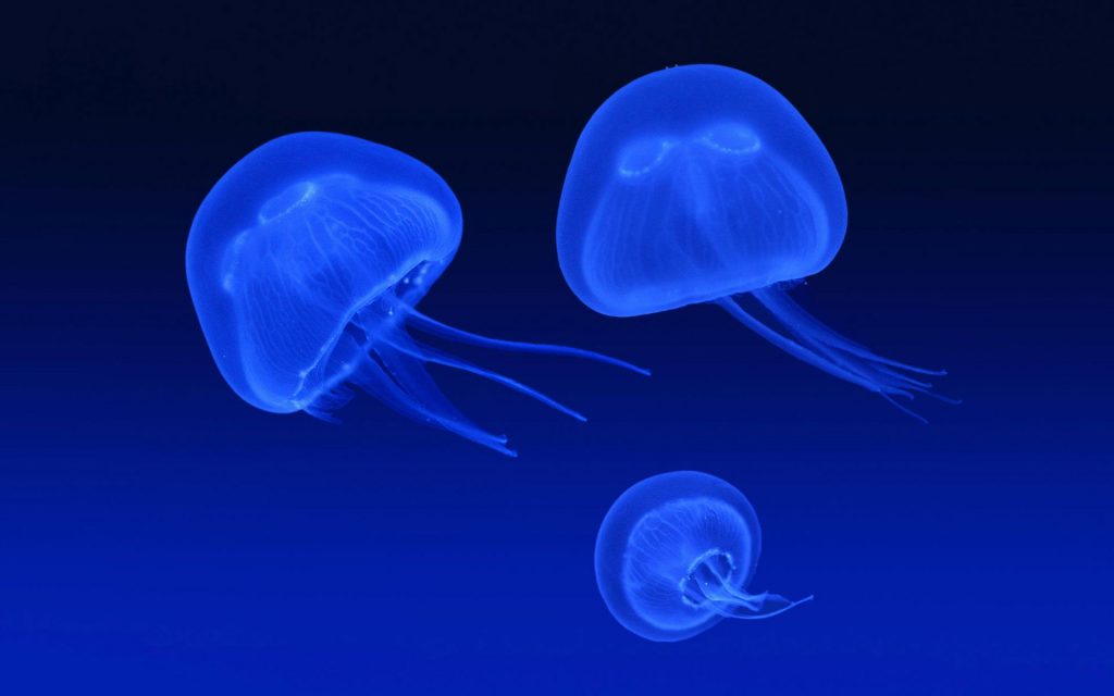 Beautiful Floating Jellyfish Fhd Wallpaper