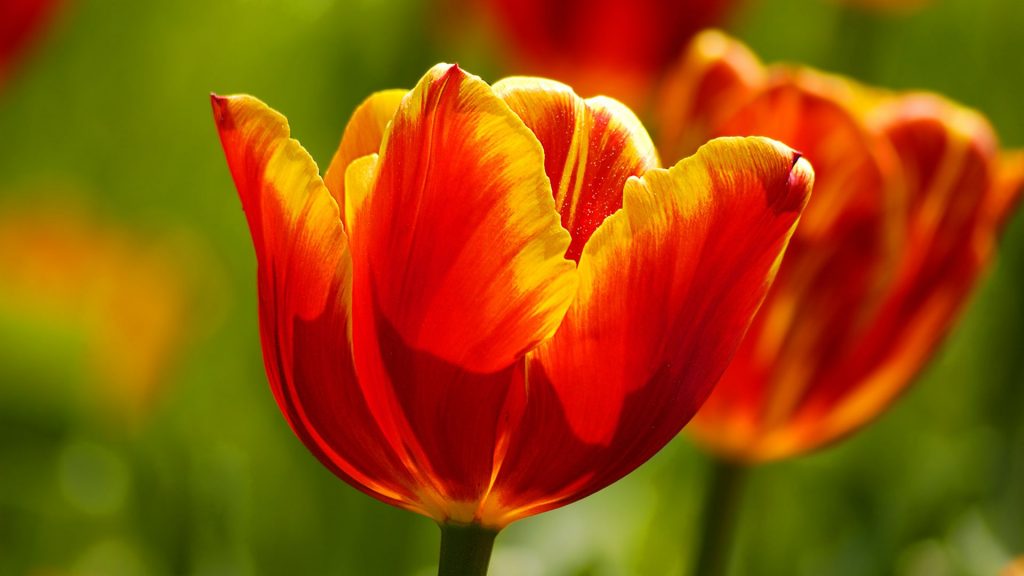 Beautiful Tulips Blossoms Fhd Wallpaper