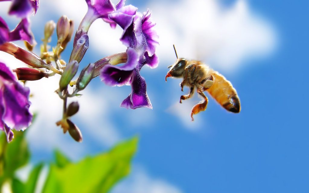 Bee On Flower Fhd Resolution Wallpaper