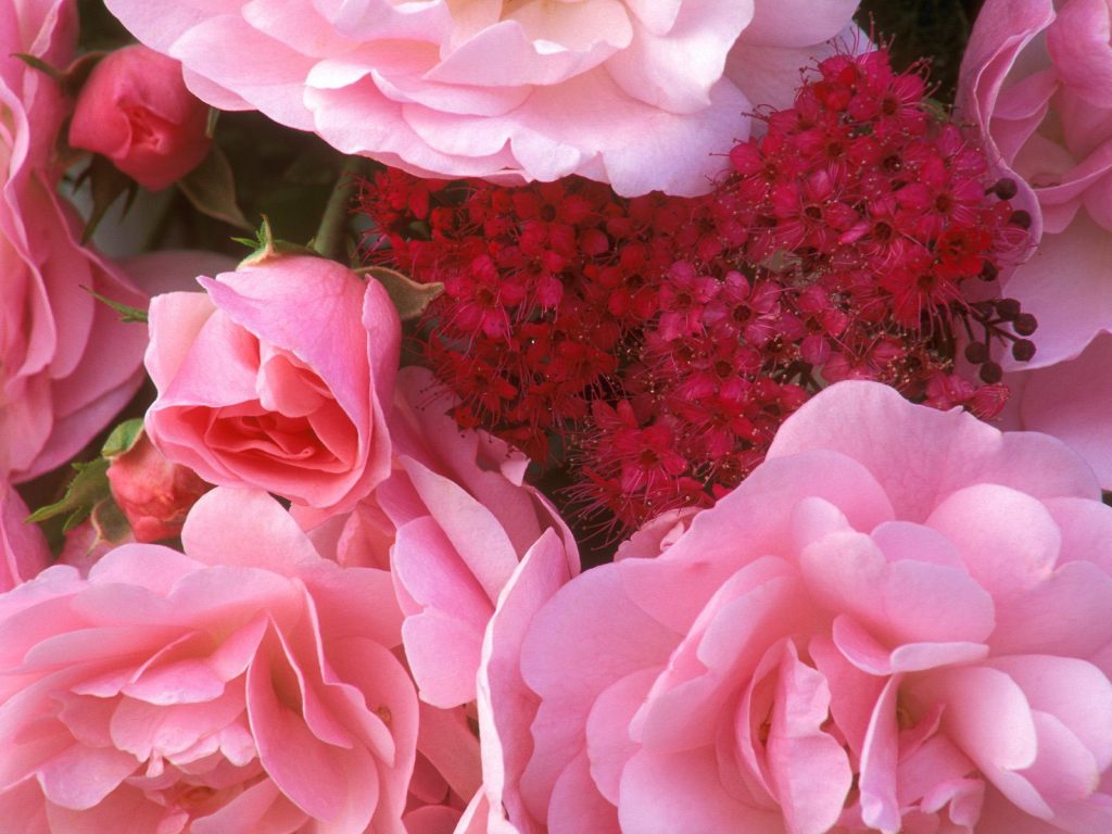 Bfresh Pink Blossoms Hd Wallpaper