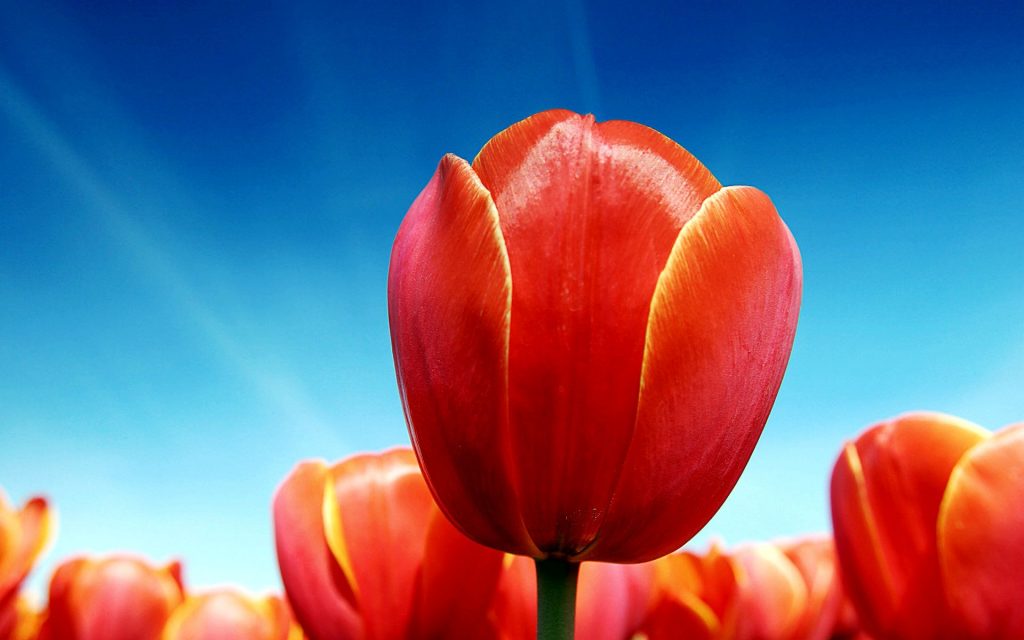 Blooming Tulips Fhd Wallpaper