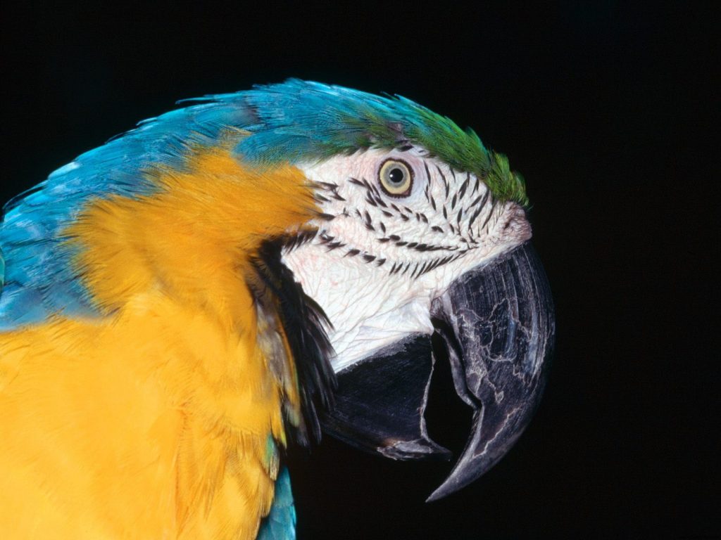 Blue And Yellow Macaw Close Up Hd Wallpaper
