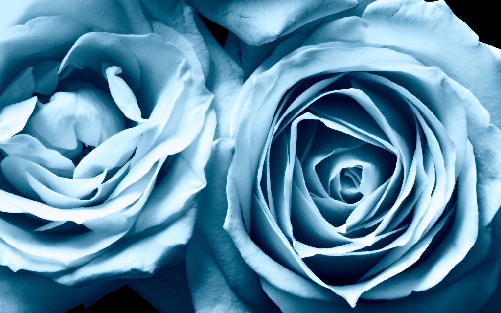 Blue Rose Dual Fhd Wallpaper
