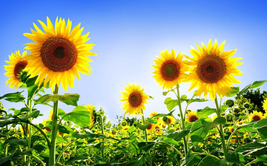 Bright Fresh Sunflowers Fhd Wallpaper