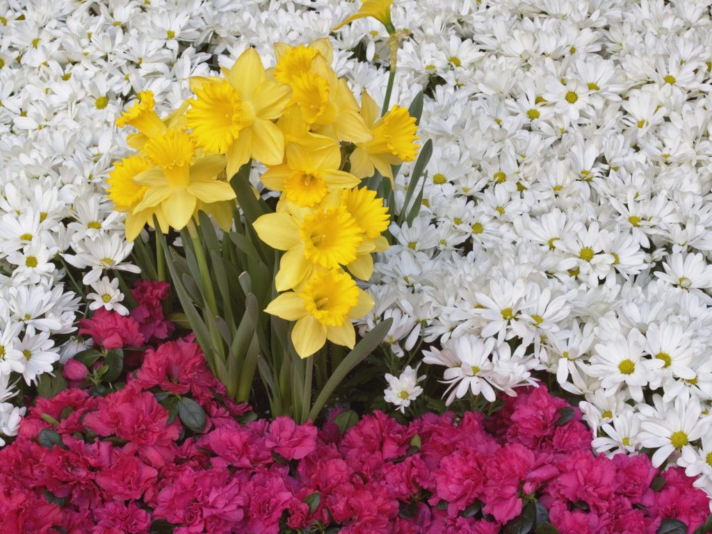 Brighton Narcissus And Daisy Flowers Hd Wallpaper